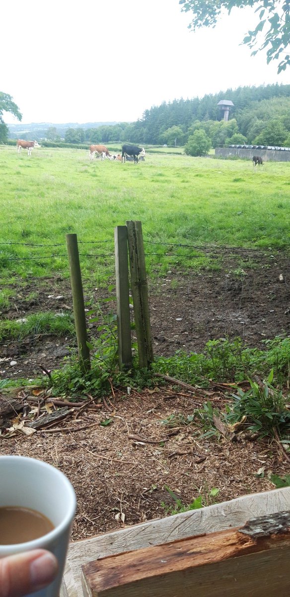 Found a lovely bench with a fab view for my morning coffee <a href="/FSCRhydyCreuau/">FSC Rhyd-y-creuau</a>. I love a morning chat with the cows (farmers grandaughter!)