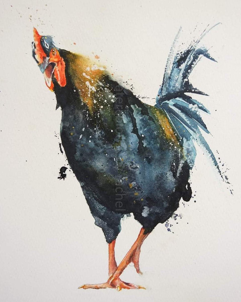 Elidanza's tweet photo. Good Morning hope you have a good Tuesday x

#watercolour #Watercolourpainting #chicken #movement #chicken #birds #animalportrait #painting #movement #art #artist #birds #Devon #twitterart #artistsontwitter https://t.co/UGa0R4ZqAV