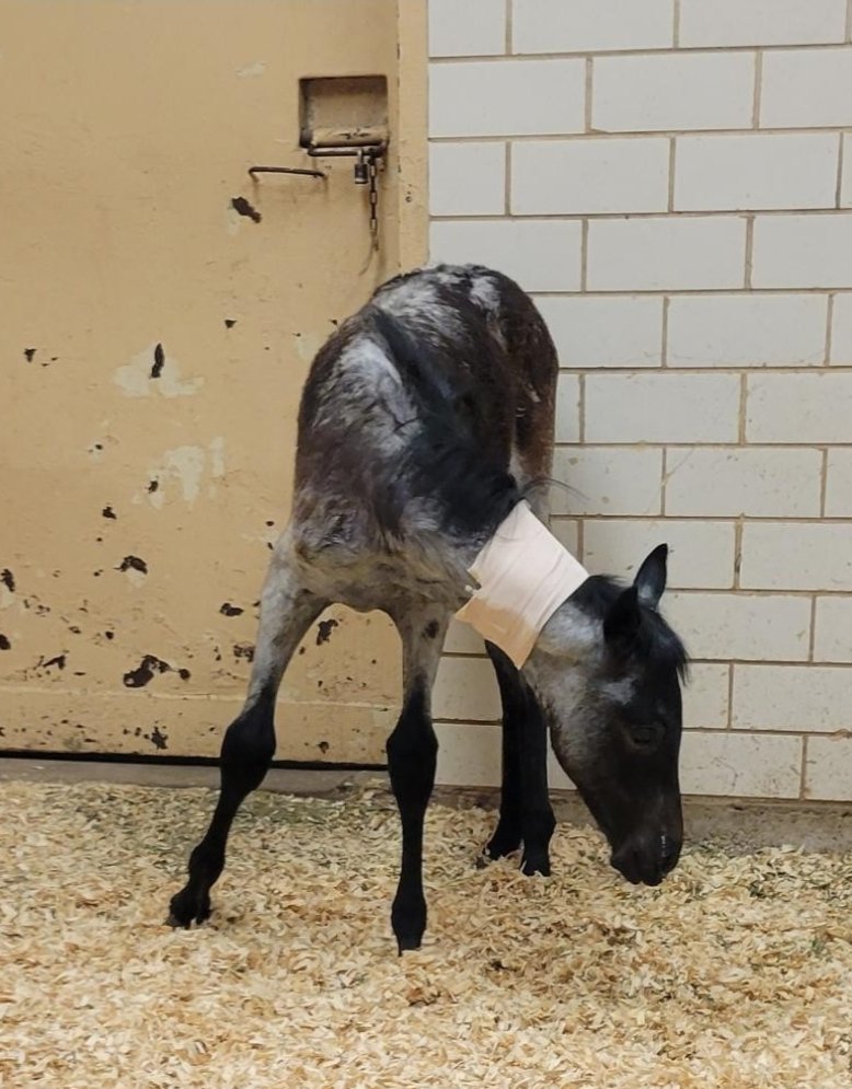 $56.79 received yesterday for baby Layla. Please help if you can! 

paypal.me/PRRHorseRescue 

Linktr.ee/PRRHR 

#Donate #Foal #ICU #Help #Give #HorseRescue #Horse #Rescue #Pray #HerLifeMatters #Love  #SafeAct #AnimalRights #AnimalWelfare #Sanctuary