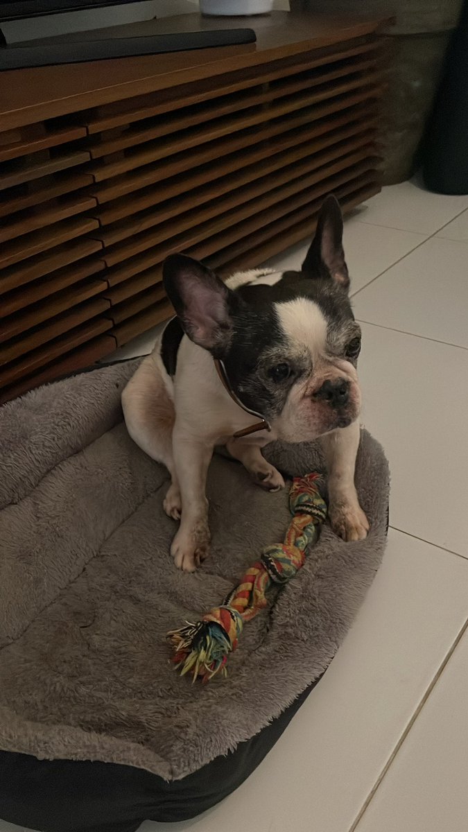 RiverKynLong's tweet photo. My dog just woke up 🐶 https://t.co/675w7BdFV5
