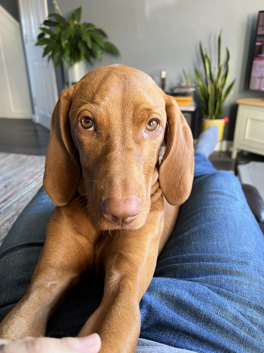 porter1482's tweet photo. We don’t deserve dogs! That’s it, that’s the tweet #puppy #vizslapuppy #puppyeyes https://t.co/AuSNKZG8JD