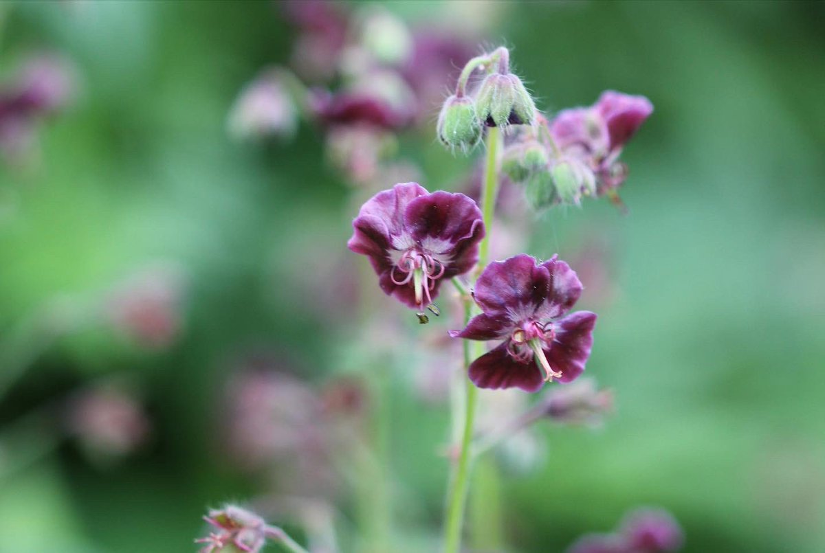 #Geraniumphaeum - It’s a bit invasive, but beauty win! #Cranesbill