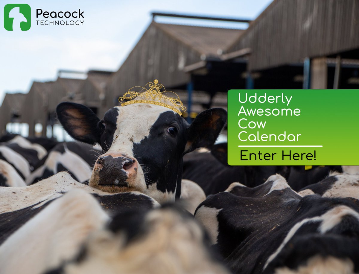 peacock_tech's tweet image. 2 Days left to enter!

Don&apos;t miss out and enter you beautiful bovine into our Udderly Awesome Cow Calendar competition! 

All entrants will receive a calendar and the 12 best pictures will win a prize!

Enter now! 
peacocktechnology.com/calendar 

#dontmissout #peacocktechnology #Dairy
