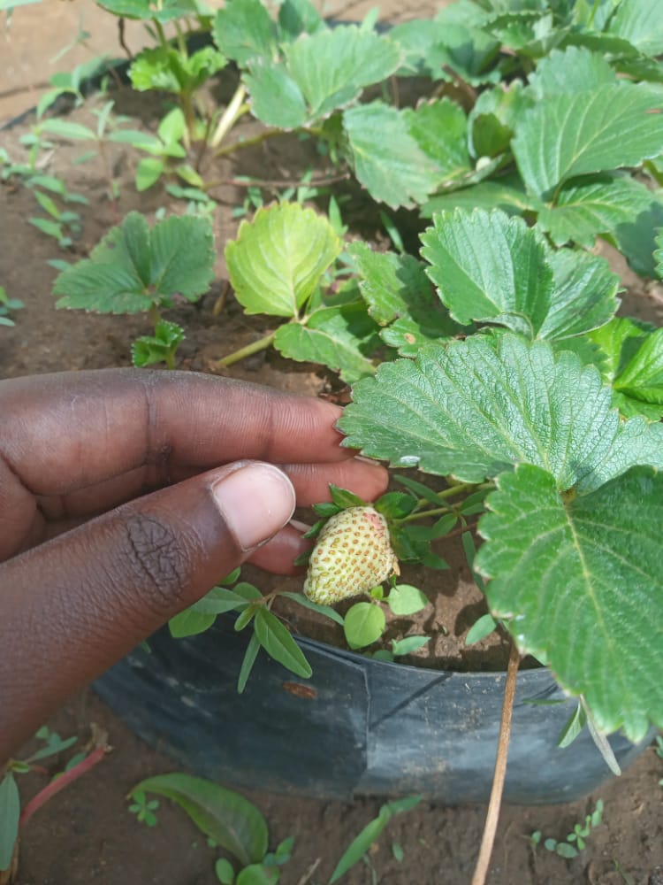 KilimoDada's tweet photo. There's nothing like the happiness you feel when you wake up and find new strawberry fruits on a rainy morning..#Kilimodada #agribusiness #agriculture #womeninagriculture #FoodSystems #farming https://t.co/WzBkObVuU8