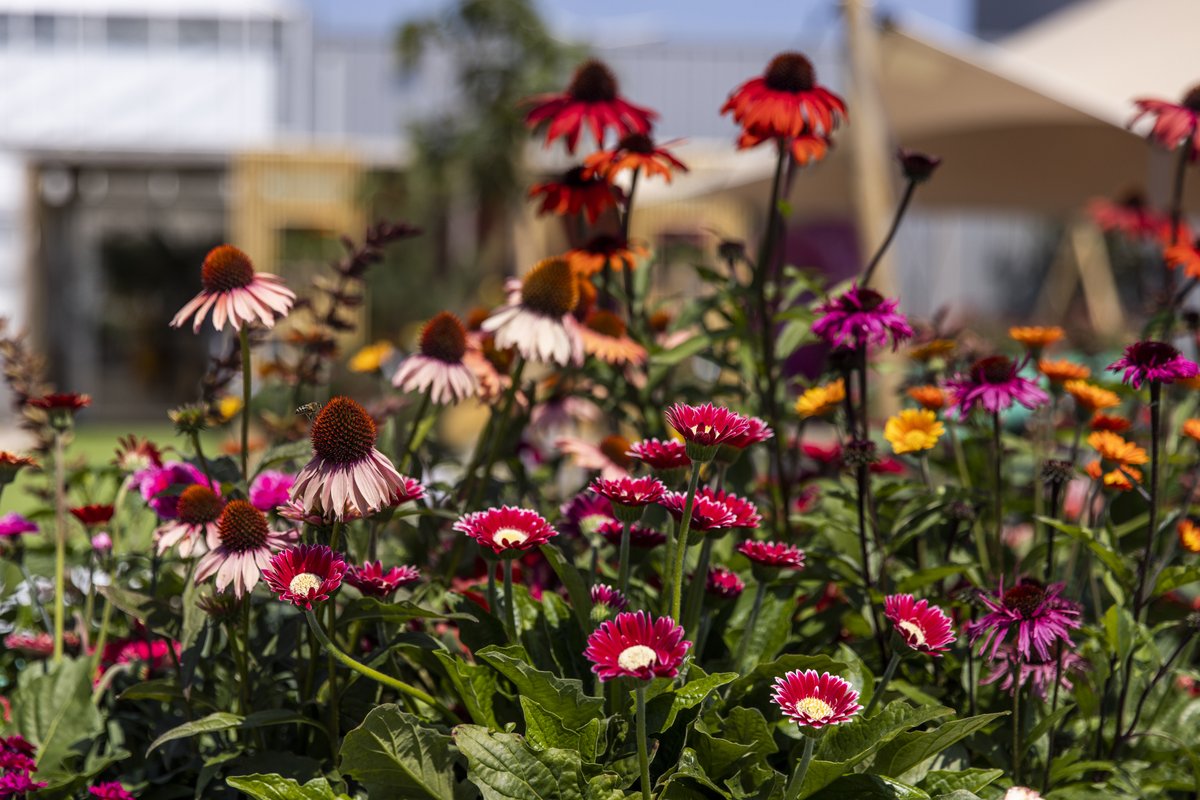 Exactly two weeks ago #FlowerTrials kicked off after a gap of 3 years. What did you miss most? 
#whereplantsmeetpeople #newbreeding #networking #potplants #beddingplants #horticulture #horticulturalevent