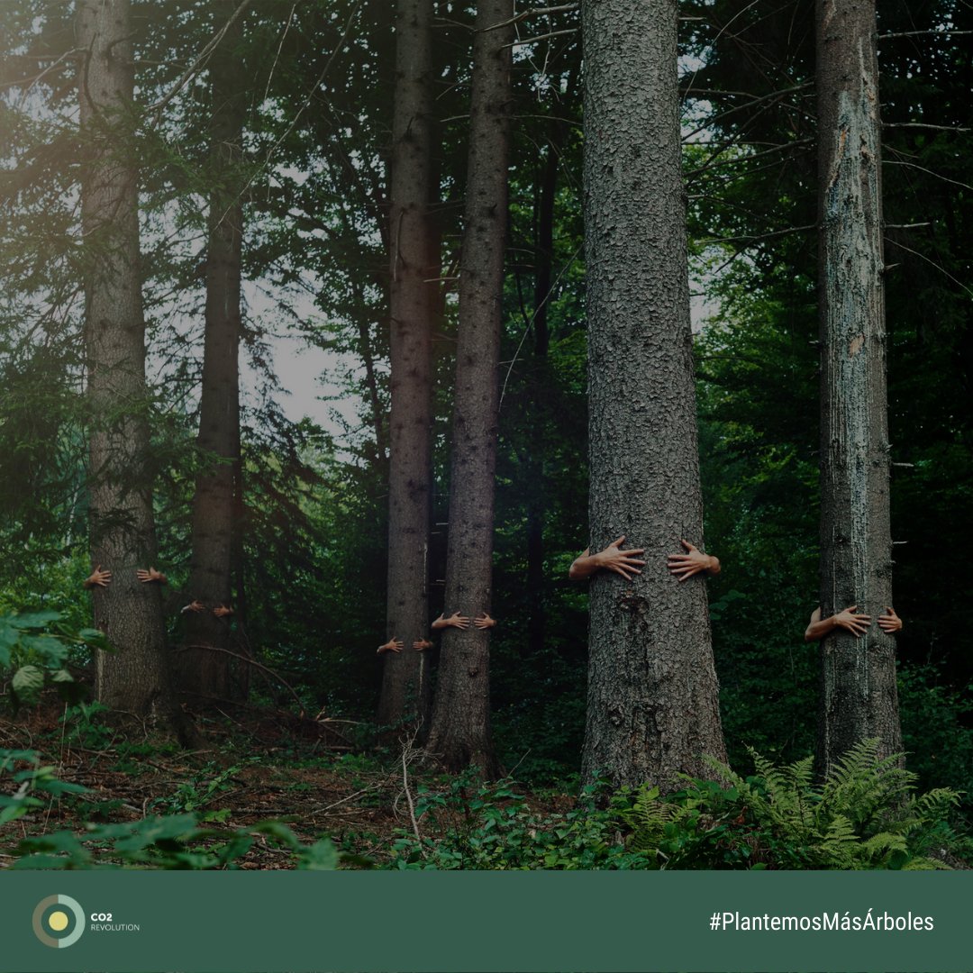 co2revolution's tweet photo. ¡Hoy se celebra en muchos países el #DíaDelÁrbol!

🌳Los árboles absorben CO2
☀️Combaten el #CambioClimatico 
🌍Forman suelos fértiles
🌿Generan biodiversidad
✅Fomentan el #DesarrolloSostenible

Únete a nuestra revolución https://t.co/ZhF3iO6yDM

#PlantemosMásÁrboles https://t.co/QddqiWOmBn