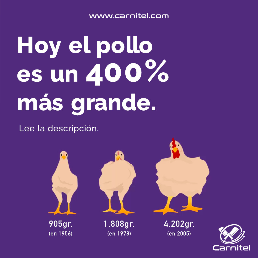 carnitel's tweet image. El pollo que comemos hoy en día aumentó un 400% de tamaño en los últimos 50 años 😱😱😱
Aquí puedes leer la noticia entera: acortar.link/QQR5ae

✅ En Carnitel encontrarás noticias, herramientas, recursos....para el sector de la carnicería, síguenos y no te pierdas nada 👈