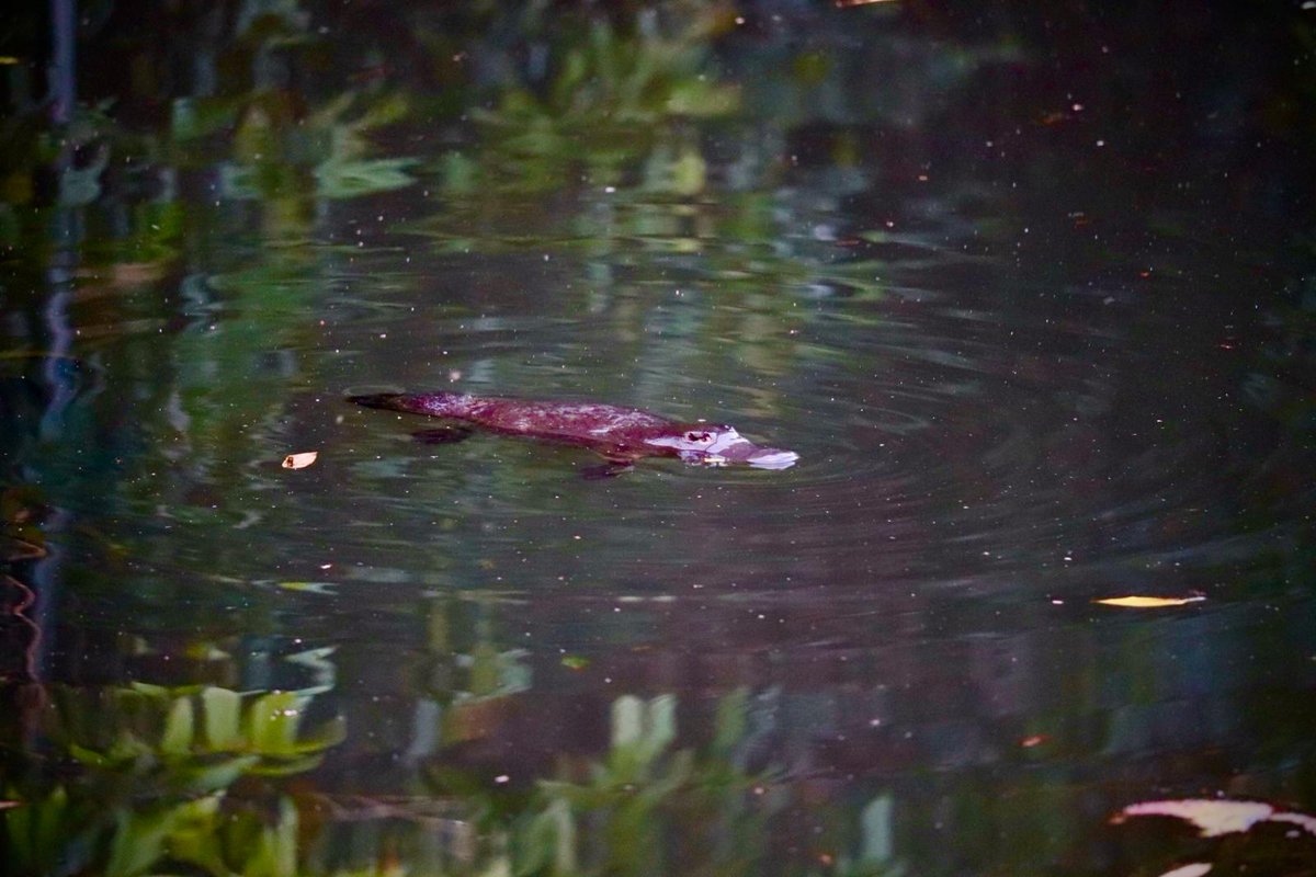 Environmental Water tweet media