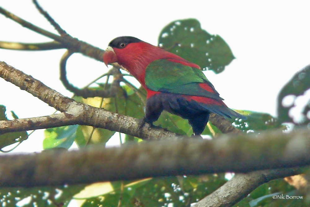 #ParrotsAtoZ P is for purple-bellied lory (Lorius hypoinochrous) of eastern Papua New Guinea... and P is also for pants! #BirdsWithPants Pic near Vavua, on the north coast of the island of New Britain, by Nik Borrow via @inaturalist inaturalist.org/observations/2…