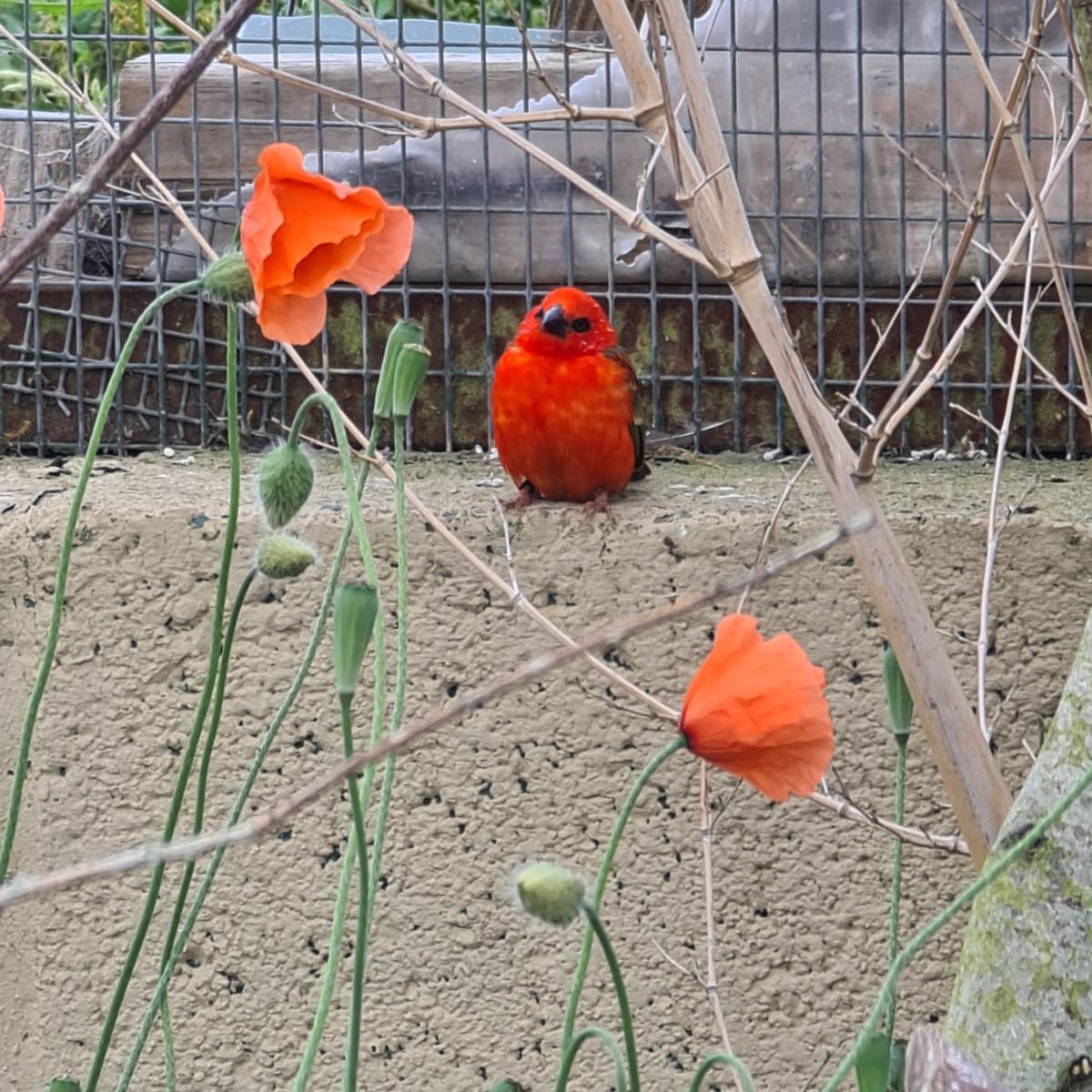 Fife_Zoo's tweet photo. 🌸 Fody or wild flower? 🌸
Our male Red Fody is looking stunning in his full breeding colours 🤩
#fifezoo #red #fody #madagascar #bird #breeding #wildflowers https://t.co/AA4LKNkZ9p
