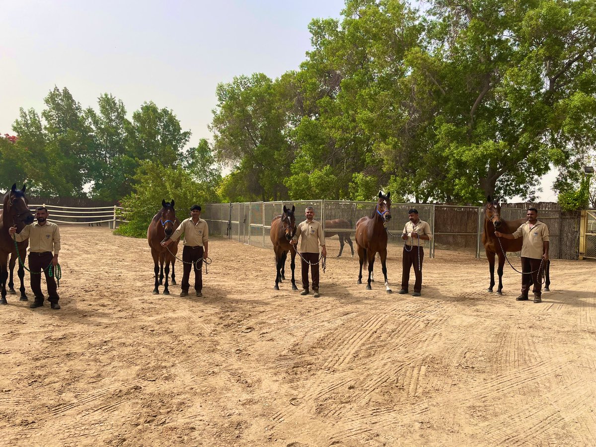 RacingDubai's tweet photo. Over in the UK, they are celebrating #stablestaffweek - we are very appreciative of our hardworking grooms in #Dubai too! ๐๐
#racingdubai https://t.co/dYktblOCHW