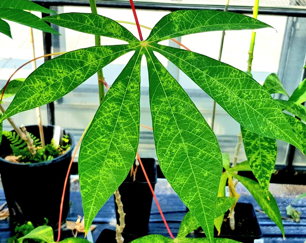 Two distinct species #CBSV and #UCBSV causing #CBSD with the same impact on #cassava Difficult to distinguish! but we can and I share with you: The viruses have different invasion strategies #CBSV causes beautiful vein clearing #symotoms as it unloads from the lateral leaf veins