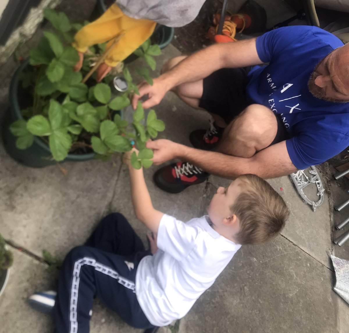 LewtasMarie's tweet photo. Tom is over the moon with his first batch of home grown strawberries 🥰🍓 @MrsHarrisN @StAmbroseSpeke https://t.co/fUcBhdj7n9