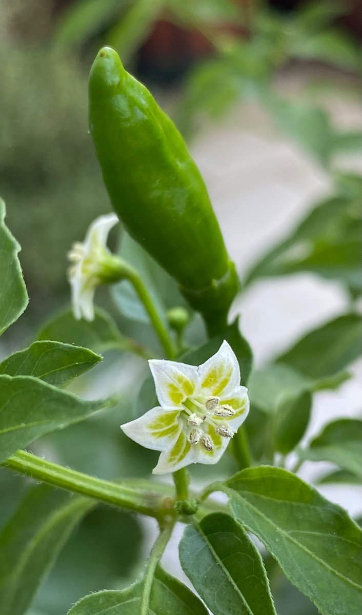 Lauras Garten 🌿 🌷 🌱 tweet media