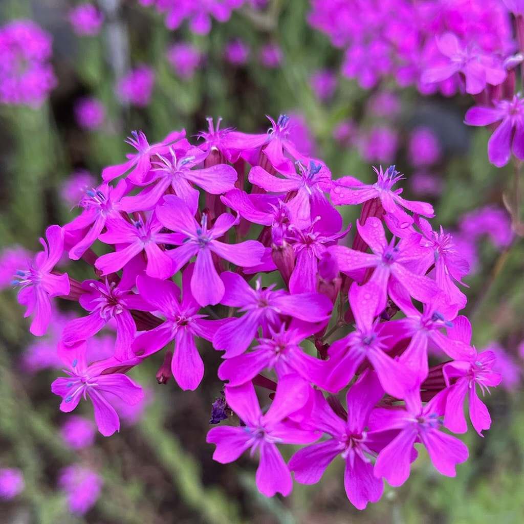 AnecDote0401's tweet image. #ムシトリナデシコ #虫取撫子 #Catchfly #Silenearmeria
ムシトリナデシコは花冠の下の萼筒に花蜜を貯留。花粉媒介せずに花蜜を奪おうとする虫たちを、茎の上のほうで粘液を分泌して捕らえます。
Click here for more -&amp;gt; anecdote0522.com/silene-armeria/