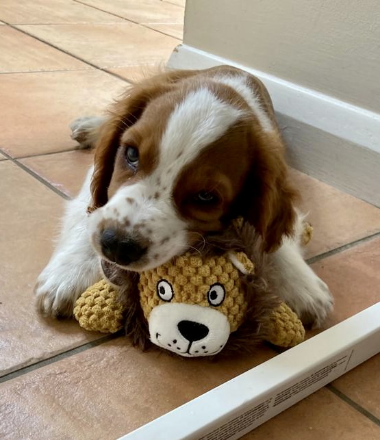 Going live now for a run on Oldschool Chernarus with <a href="/Rev3rend816/">Rev3rend816</a> 

twitch.tv/therunningmanz

Here's a pic of Toby with his new toy!