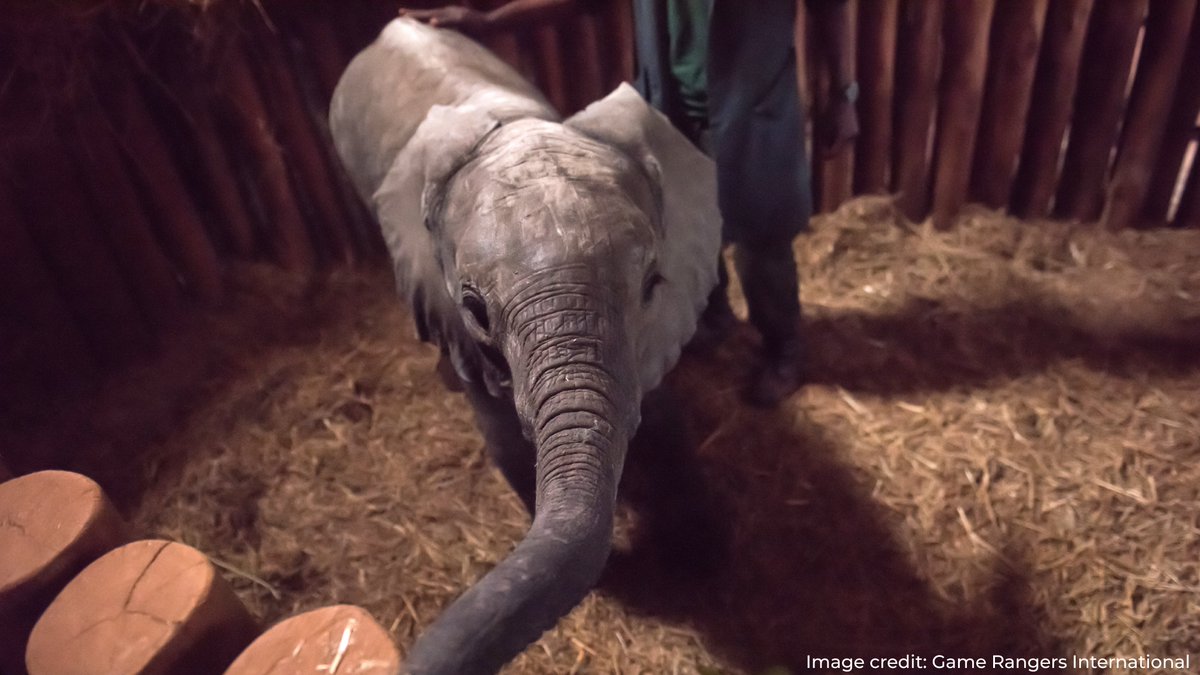 DSWFWildlife's tweet image. Ground-based conservation partner @GameRangersInt has rescued and is rehabilitating this calf after his mother was shot. Your support has provided Daliso with a second chance at life 

Pls read &amp;amp; share: bit.ly/3NwGy9H

#elephantprotection #conservation