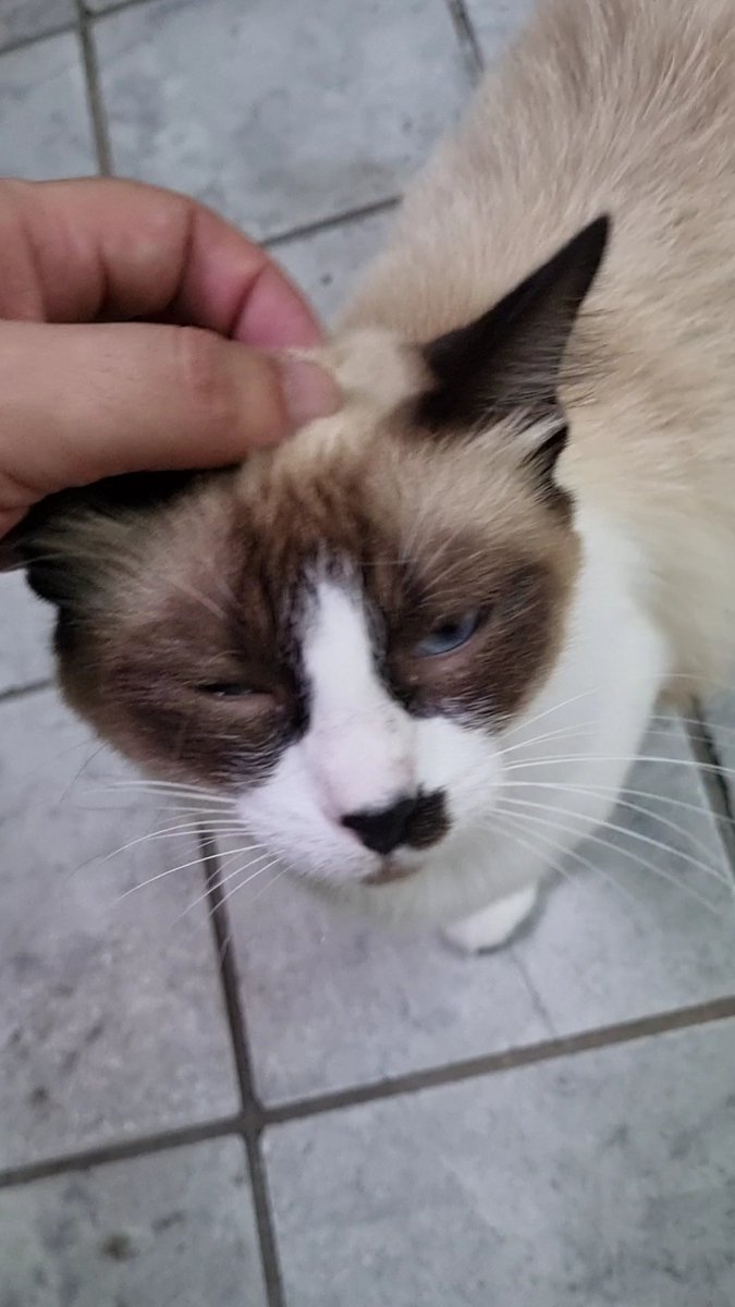 camarajp's tweet photo. Tem pet pegando busão em Jampa, sim! 😺 🐕
A Lei 14.450/2022 de @bruno_poeta permite até 2 animais domésticos de até 10kg por viagem nos coletivos. 🚍
Melhoou pra quem precisa de cão-guia tb, né? 👩🦯🐕🦺
#direitosanimais #animaldomestico #pet #transporte #lei #cmjp #legislativo https://t.co/kL9QmiOEE4