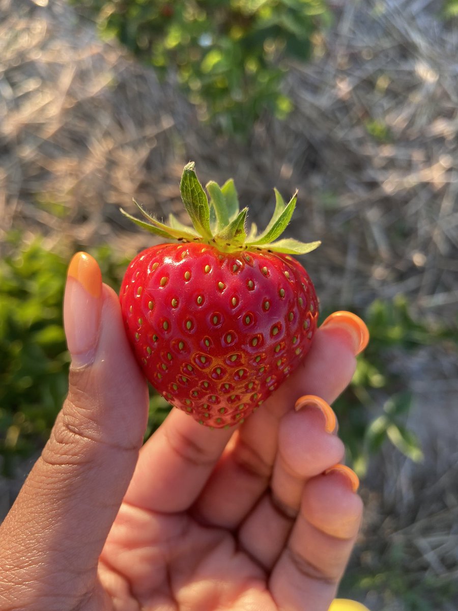 DstnyRichardsTV's tweet photo. The perfect strawberry exists and it is the Yambu variety.
The glossiest, plumpest strawberry there ever was. 😍🍓 @kxly4news https://t.co/cIxyMnZqU5