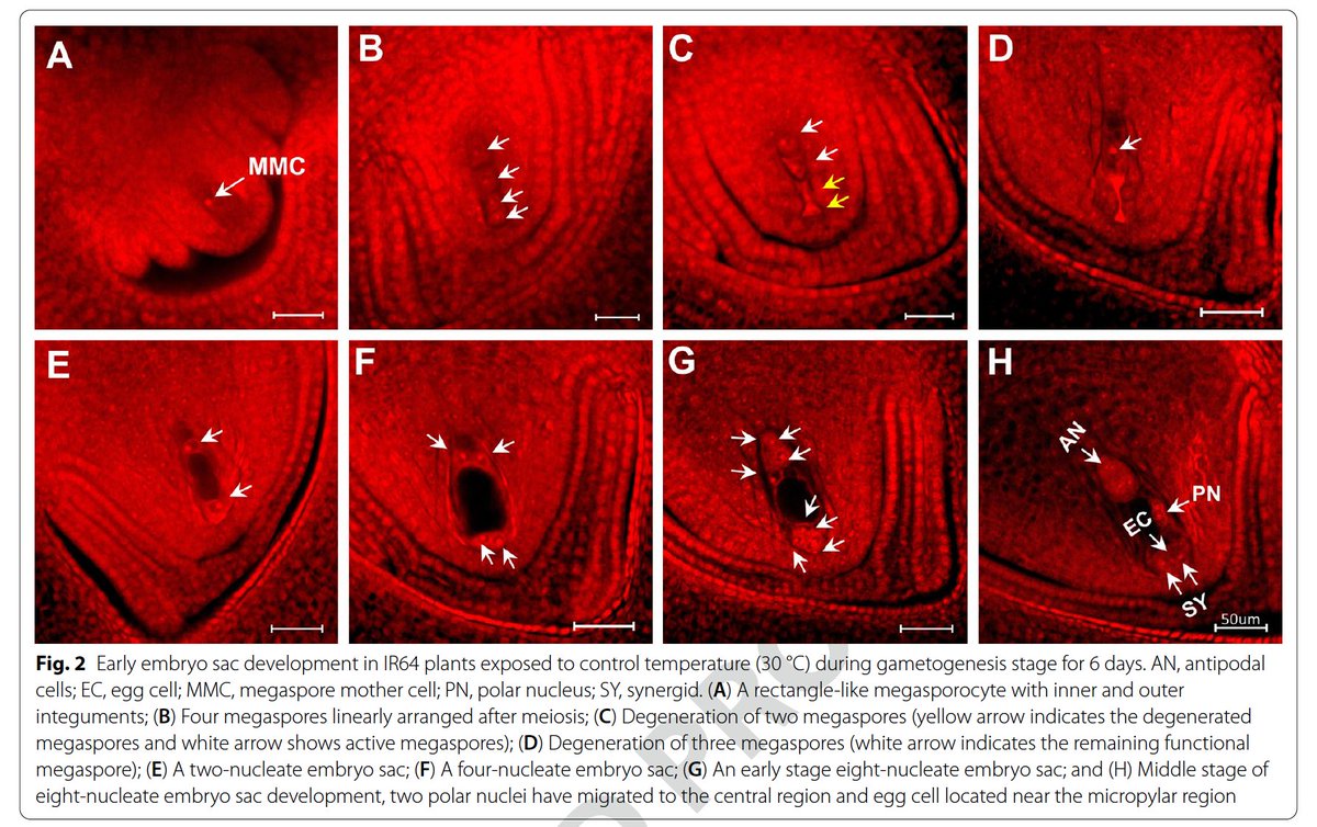 KJagadish_TTU's tweet photo. Female reproductive organ at gametogenesis in rice is more sensitive to heat stress than at flowering. @irri @Ritesh1tweet 
 https://t.co/qUnPJGC7P9 https://t.co/GZLG05bZhX