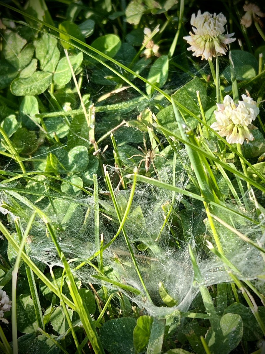karenmcamp's tweet photo. Morning walk find. Had to really bend for this one, grateful for getting back up! #findthespider https://t.co/apXeom4JRE