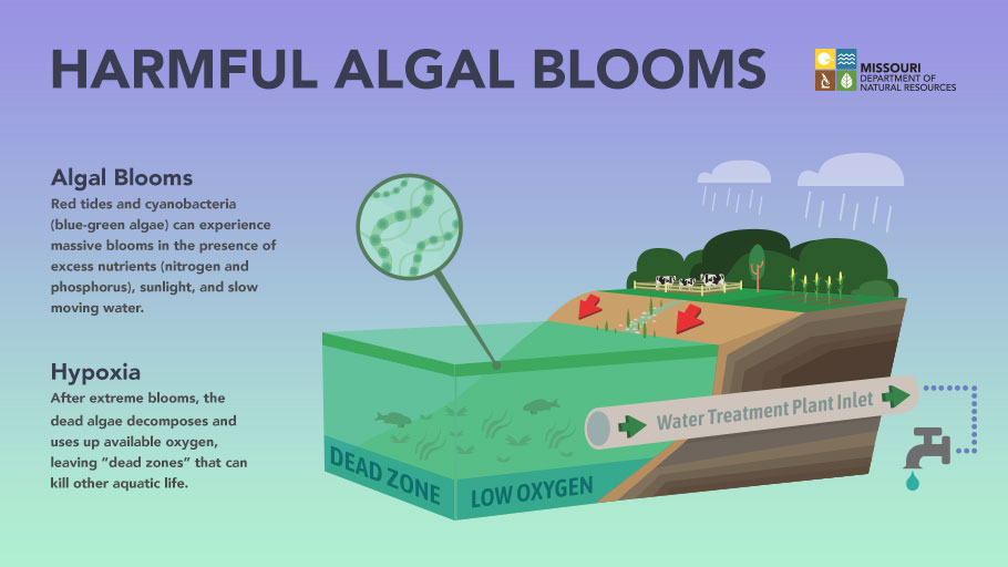 MoDNR's tweet photo. Harmful algal blooms (HABs) have the potential to harm fish and wildlife, domestic animals, livestock, and humans. Learn more on HABs at https://t.co/QI88oEynvc.
#Harmfulalgalblooms #WhenInDoubtStayOut
@MDC_online
@HealthyLivingMo
@MoAgriculture https://t.co/BOhtyz2iPG