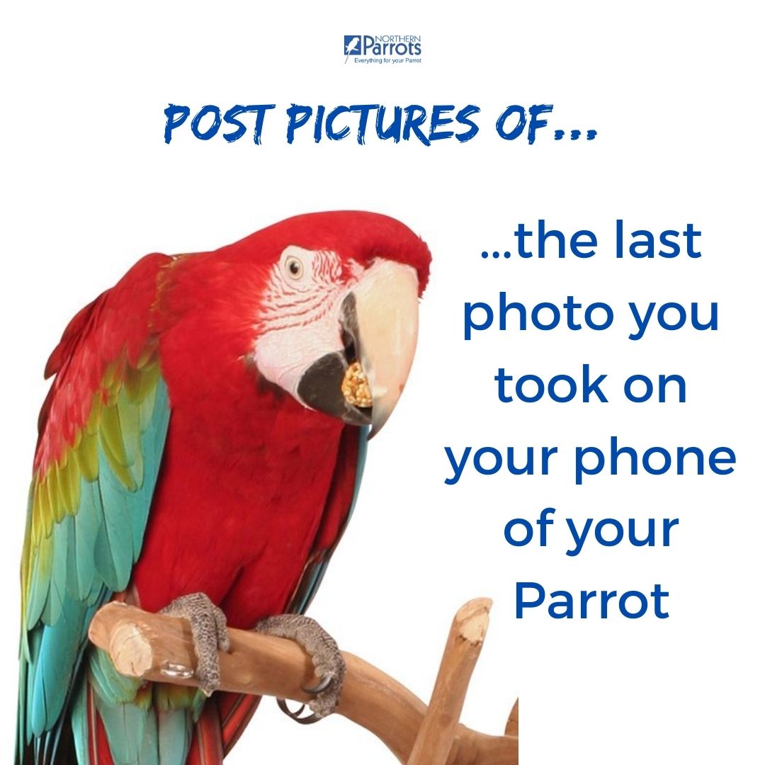 Northern Parrots tweet media