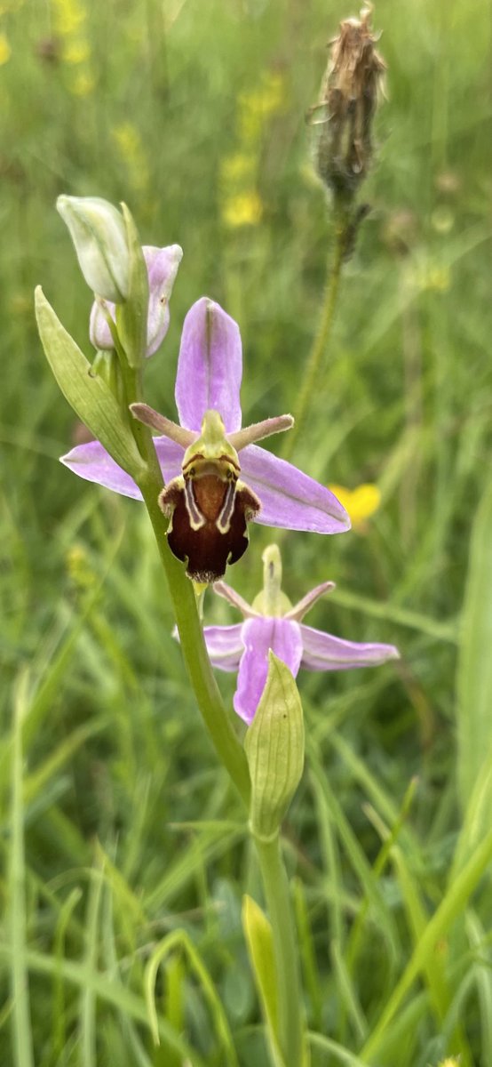 A Bee or not a Bee, that is the question?
Can anyone confirm if this is a Bee Orchid? Seen at Daneway near Sapperton in the Cotswolds. The labellum doesn’t look as round as normal and the markings incomplete.