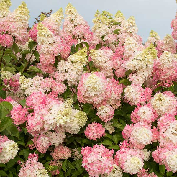 Hydrangeas