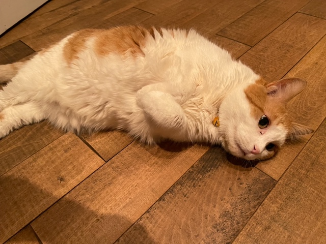 Joe Hung tweet media