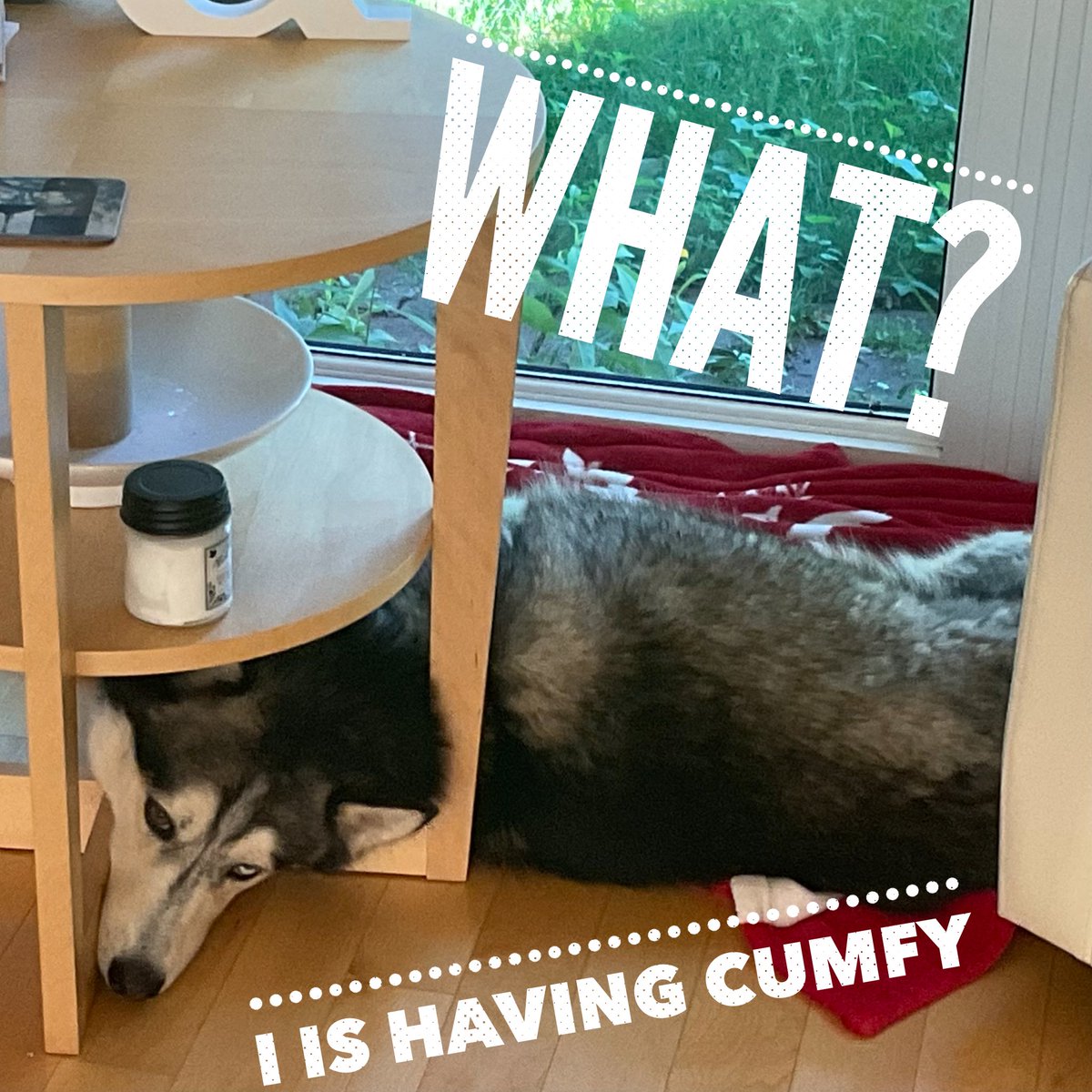 HuskyToTheMax's tweet photo. Table is good pillow. https://t.co/dfUZu2BcxB