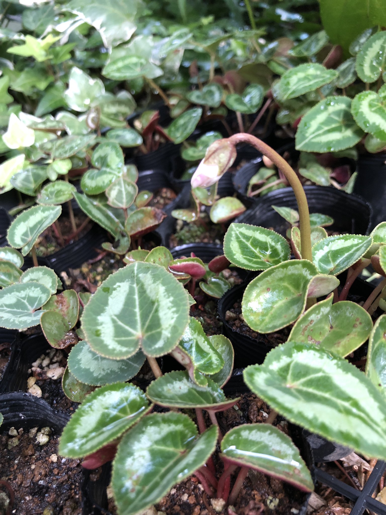 تويتر 桃色たんぽぽ على تويتر こんなに暑いのに こんなに小さな種まきっ子苗なのに 蕾が着いている D 2号ポットだと思うんだけど これ 咲かせていいの バラの新苗じゃあるまいしね ガーデンシクラメン T Co Qg0xm8r9ze