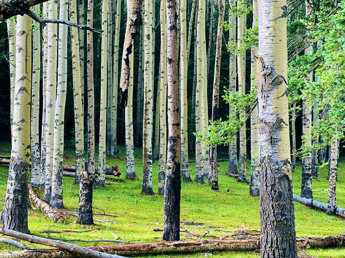 AlBocian's tweet photo. Here’s some #photography from this week on the @NewMexico #Trails w #River the #ServiceDog #DogRunner #Bernedoodle
#Aspen #Trees
#WhiteSands
#Octillo
#Wild #Horse
#GetOutdoors #Experience #Nature https://t.co/PM9bSdT2rA