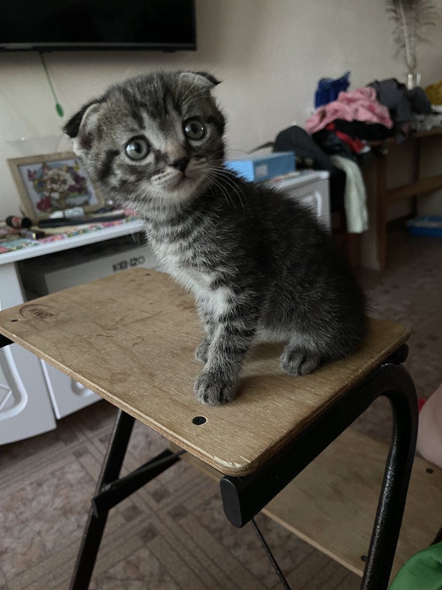 ❣️❣️❣️❣️
 КОТЯТ В КАЖДЫЙ ДОМ!!!
Продаем котят скоттиш фолд/страйт (только в хорошие руки) 
Родились 18 мая, 4 девочки, 1 мальчик
Уже умеют кушать с миски корм, в лоток ходить почти приучены 💘🥺