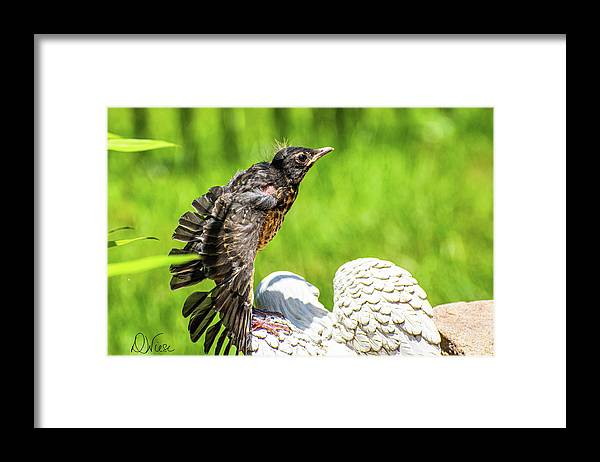 denisew428's tweet photo. #BabyRobin #babybird #learning to #fly #fledglingbird
#summer #FindArtThisSummer #BuyIntoArt
https://t.co/tjNAFxKXsr https://t.co/sCMPxLdnDz