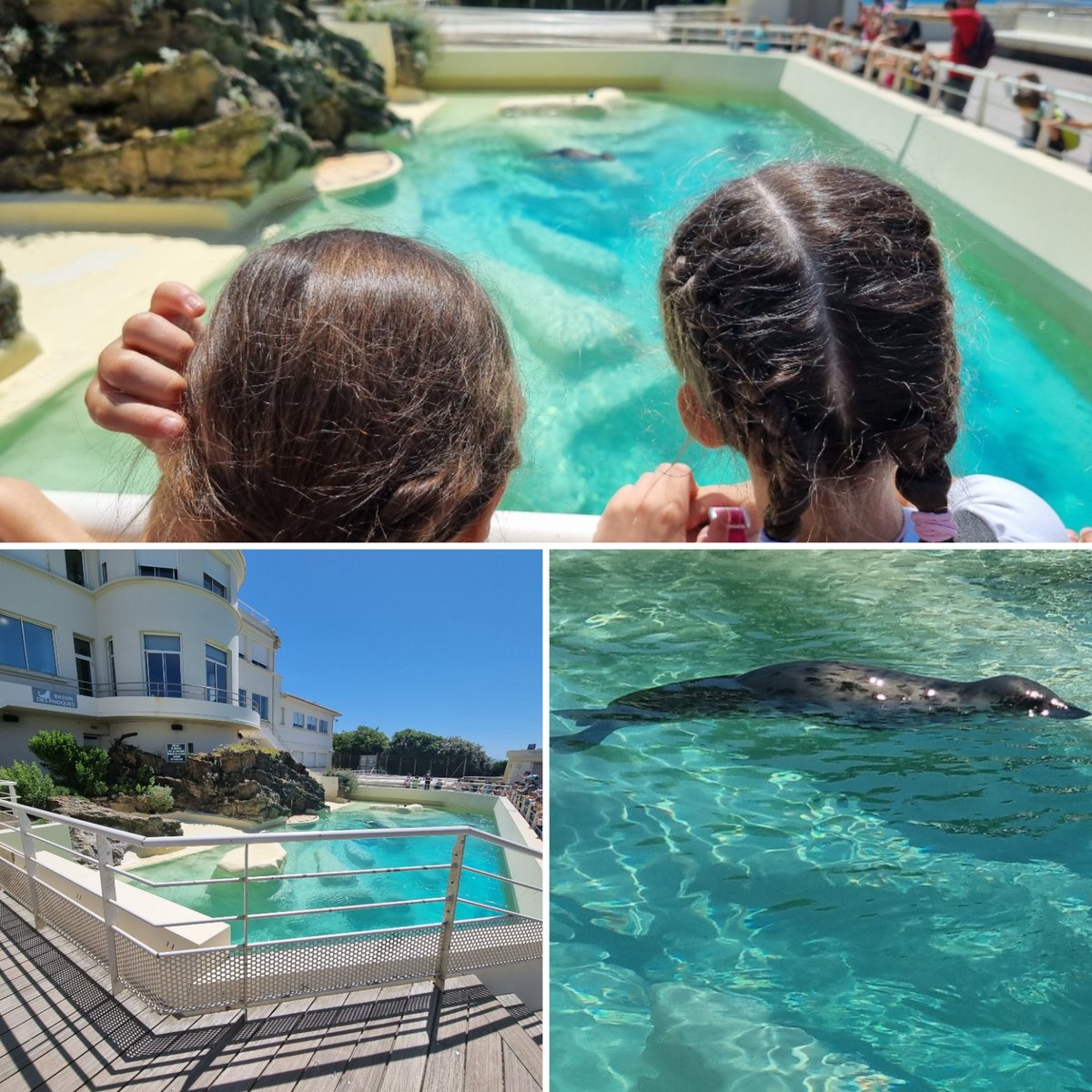 Un phoque se prélasse à la surface de l'eau! #aquariumbiarritz