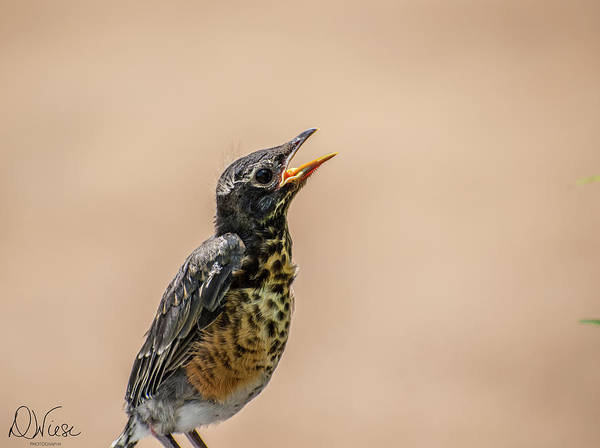 denisew428's tweet photo. #wheresmymother #fledglingrobin #babybird #hungry #robin #babyrobin get it here!
https://t.co/w2jJkloDCE
#BuyIntoArt #FindArtThisSummer #photographyisart https://t.co/hVcG8Iq4w6