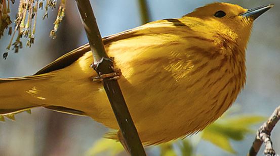 MCVmag's tweet photo. One St. Paul resident recorded 107 bird species in or from his yard over a 3 year period, more than 1/3 of the number of species seen in MN each year! Hawks, owls, swans, sparrows, and even the rare cerulean warbler. https://t.co/aJzKnQNH3Z #BackyardBirder
📸 John Lauenstein https://t.co/vA5KX5Atmy