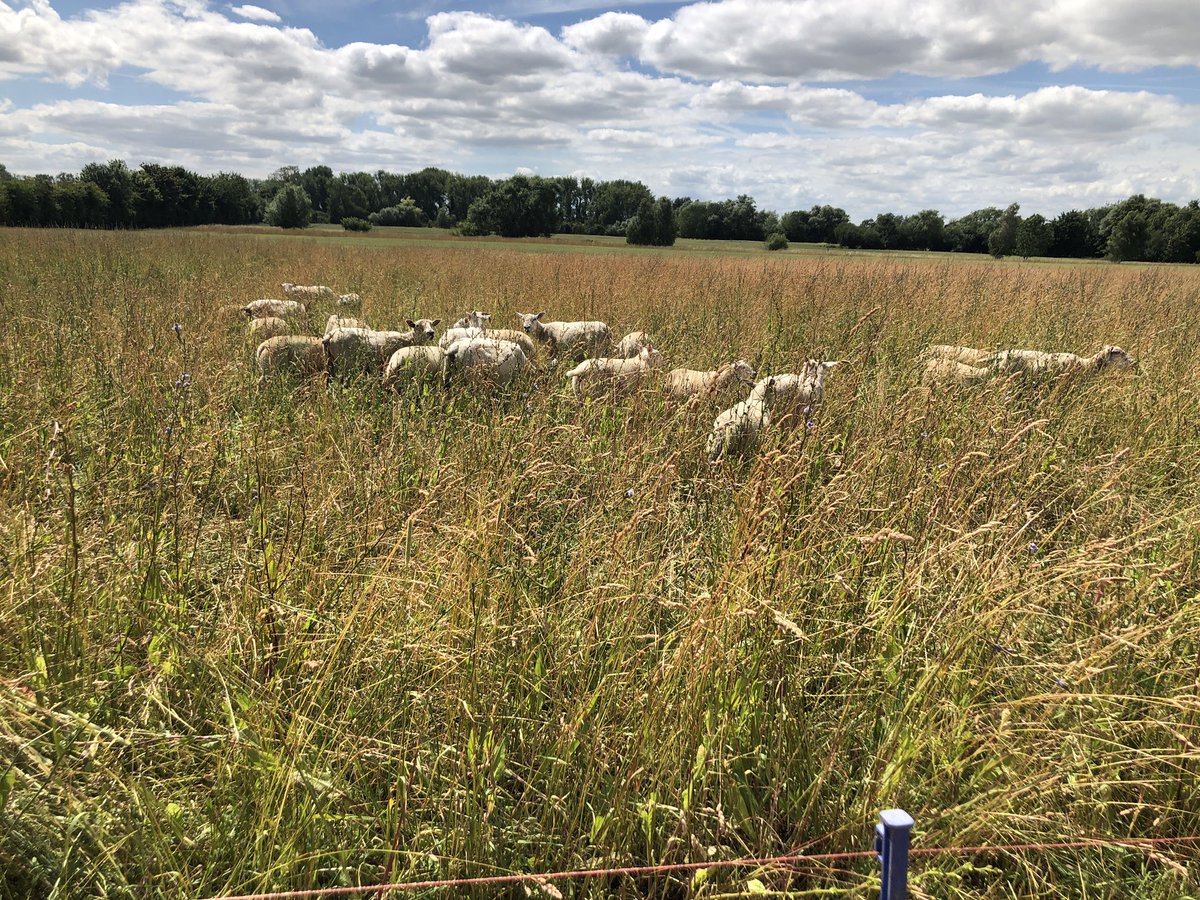 It’s also our SARIC project open day today. The project is all about'Restoring soil quality through re-integration of leys and sheep into arable rotations', and our attendees have an informative afternoon of talks and demonstrations...