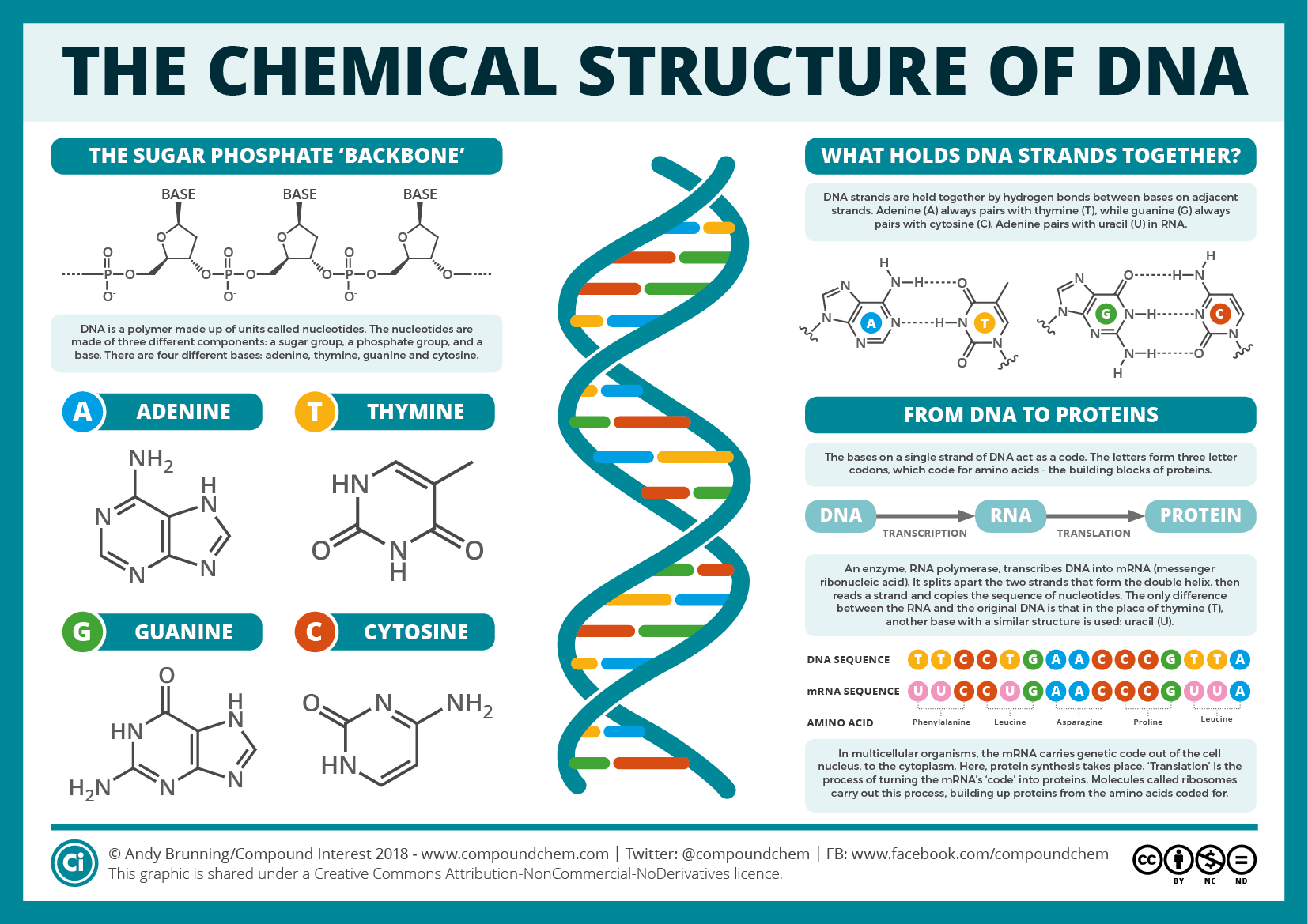 DNA structure