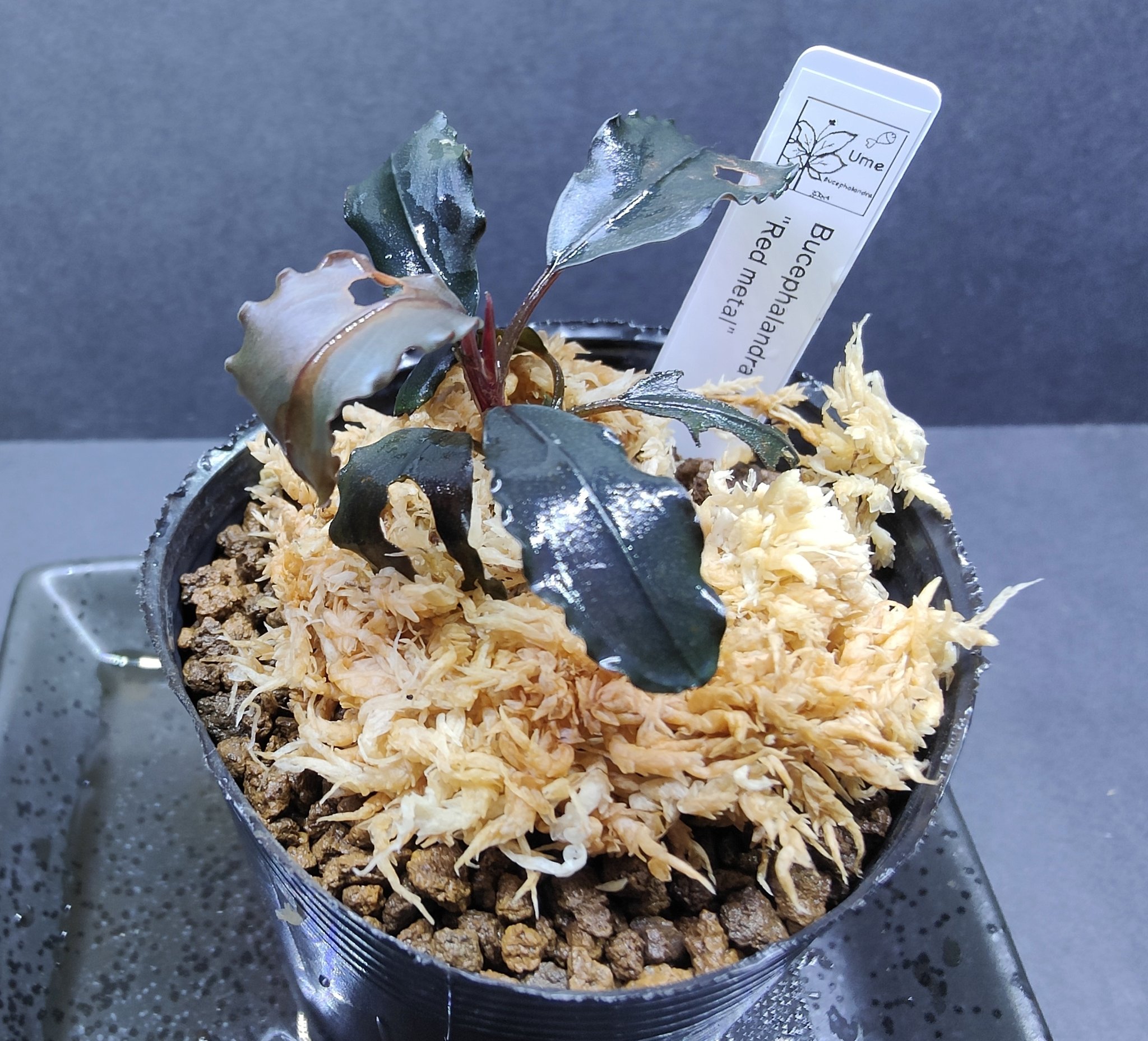 キボーデコ على X: 