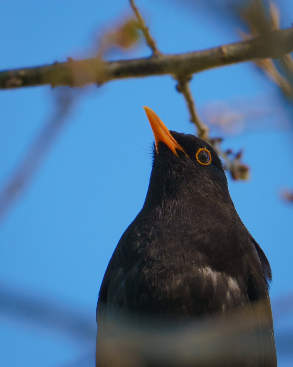 Black bird
.
.
#commonblackbird #blackbird #bird #birdsofinstagram #birds #birdwatching #wildlifephotographyoftheyear #wildlifephotography #wildlifepic #wildlife #nature #naturephotography #naturelovers