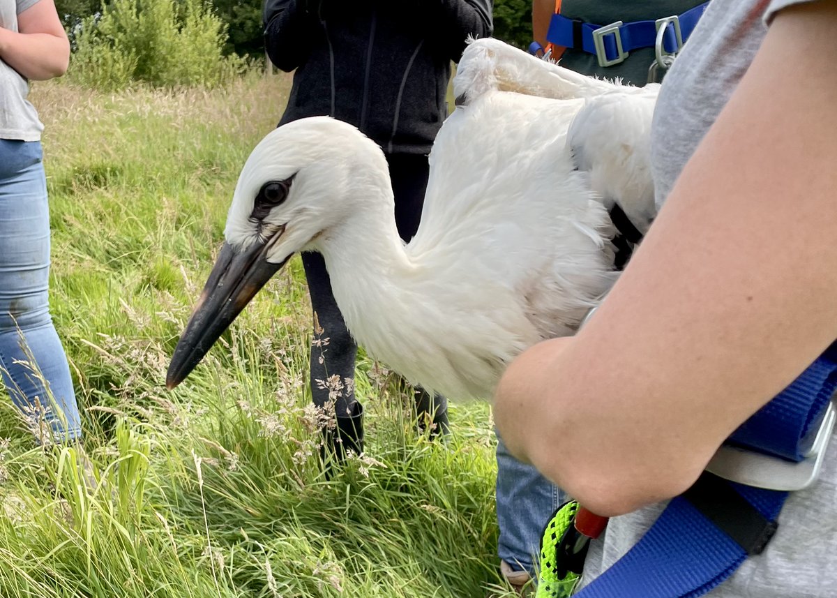 josiethebirder tweet picture