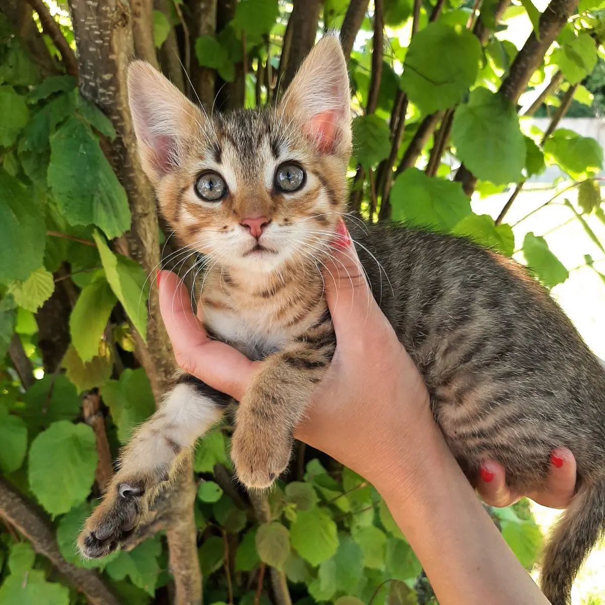 Минск!!!
Две девочки ищут себе любящих хозяев.
По всем вопросам Telegram:@katechernish