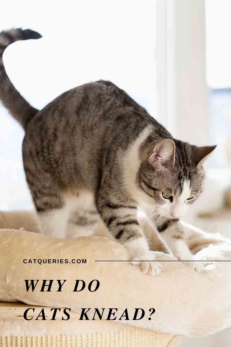QueriesCat's tweet photo. #Cats show affection by #kneading with their paws. 
Learn More: https://t.co/LdTQhe0Lmb https://t.co/wK9tEtYJx9