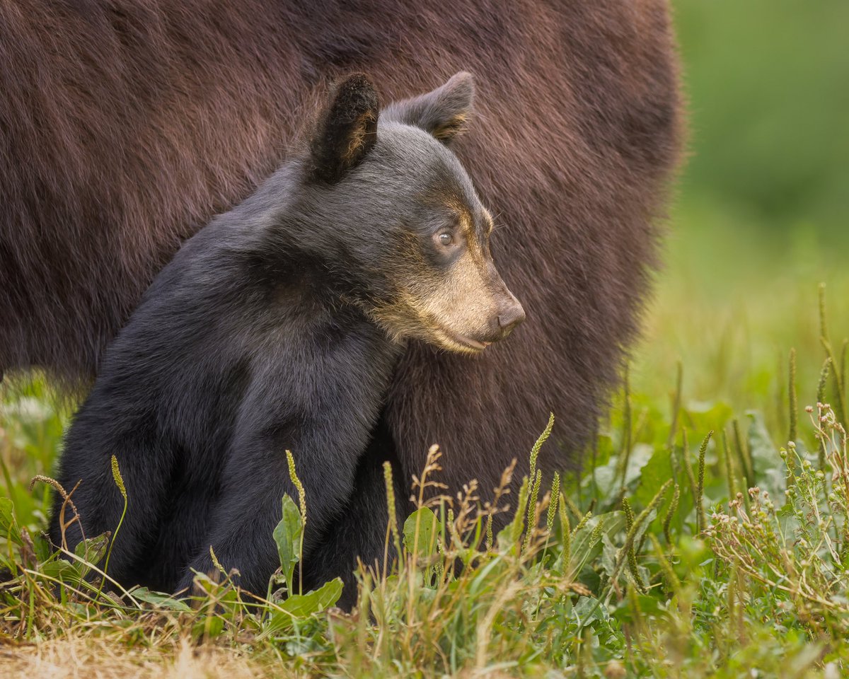 Safest Place I know

#photo #photography #photooftheday #photographylovers #beautiful #picoftheday #canon #travel #optoutside #animal #animals #canonfavpic #nature #naturephotography #naturelovers #naturelover #wildlifephotography #wildlife #blackbear #vinceshutewildlifesanctuary
