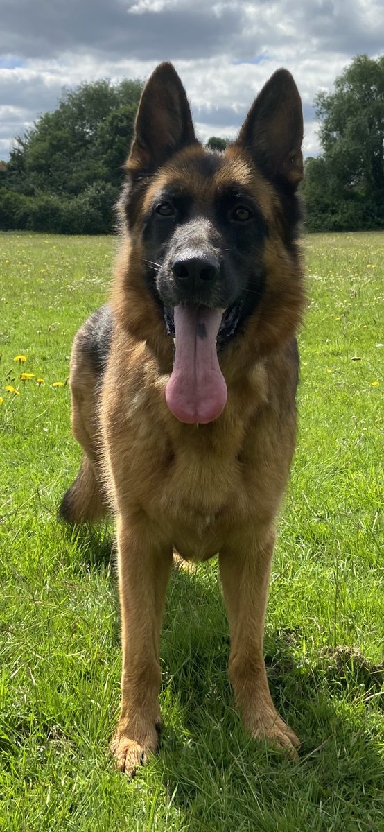 FigoGSD's tweet photo. #TongueOutTuesday is my favourite day! Too many pics to choose from! 😂🙈 #GermanShepherd #RescueDogs @gsrescueelite https://t.co/c4FQk8Ug3Q