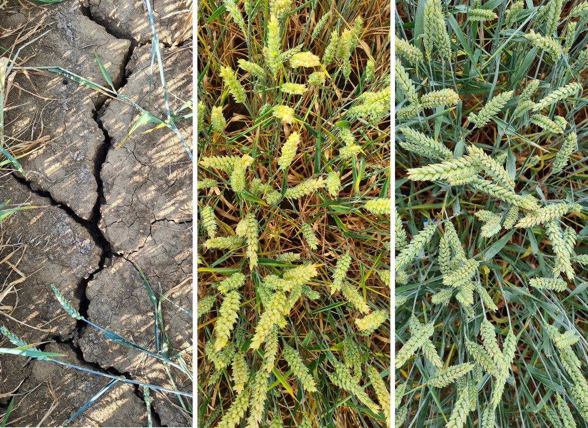 RYE_SUS's tweet photo. Motivation unseres Projektes: Anpassung unseres wichtigsten Brotgetreides an den #Klimawandel.
#Dürre2022 #Aspachhof #Weizen #genetischeVielfalt #TERTIUS

@JKI_Bund @DialogBDP @JRukwied https://t.co/I8t2o4LOIa