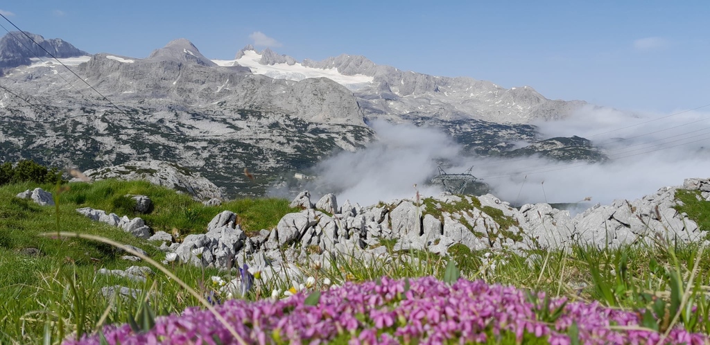 DachsteinKripp's tweet photo. Schafe 🐑 auf #Sommerfrische am Dachstein Krippenstein 🥰 Derzeit grasen und relaxen die #Schafe enspannt auf den Almwiesen am Weg zu den 5fingers - #dachsteinkrippenstein https://t.co/H67fTgVNzk