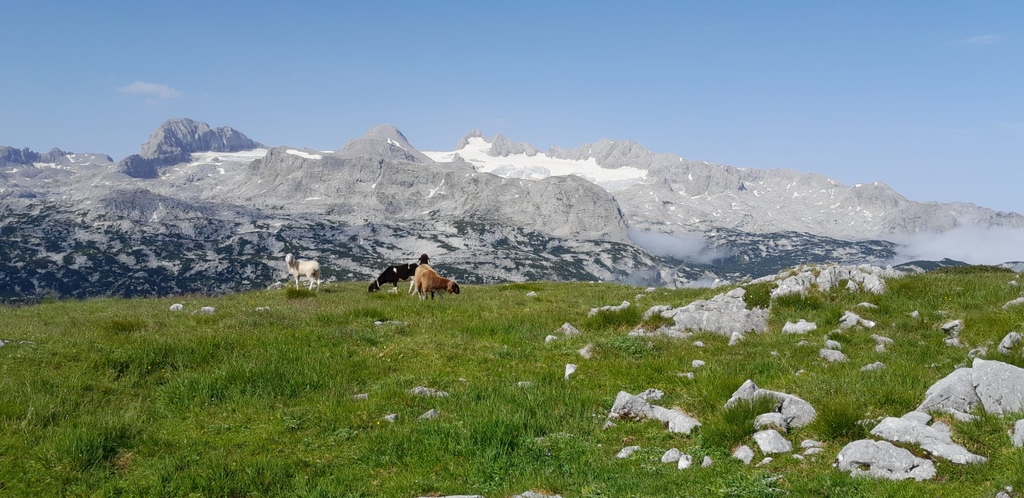 DachsteinKripp's tweet photo. Schafe 🐑 auf #Sommerfrische am Dachstein Krippenstein 🥰 Derzeit grasen und relaxen die #Schafe enspannt auf den Almwiesen am Weg zu den 5fingers - #dachsteinkrippenstein https://t.co/H67fTgVNzk